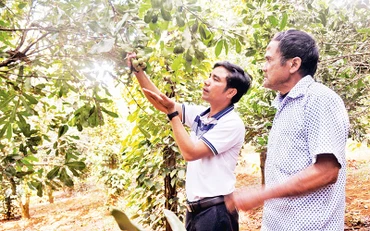 Gia đình ông Điểu Drây ở xã Quảng Trực đã thoát nghèo với mô hình mắc ca trồng thuần, cho thu nhập hàng trăm triệu đồng mỗi năm.