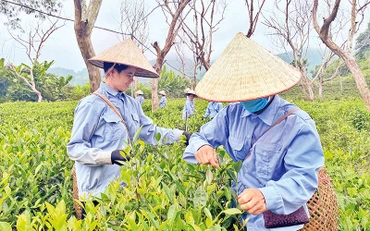 Nông dân xã Xuân Lao, huyện Mường Ảng thu hái chè.