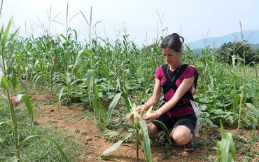 Nương ngô của gia đình chị Hoàng Thị Làn, thôn Bản Mán, xã Phong Quang, huyện Vị Xuyên không có khả năng cho thu hoạch do nắng hạn.