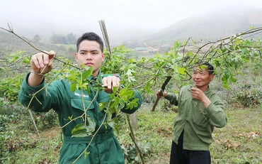 Cán bộ, chiến sĩ Đồn Biên phòng Lóng Sập (tỉnh Sơn La) hướng dẫn người dân kỹ thuật chăm sóc chanh leo. (Ảnh Trọng Đức)