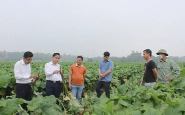 Bí thư Huyện ủy Tam Nông Vương Đức Thủy (người đầu tiên bên trái) kiểm tra chỉ đạo công tác sản xuất nông nghiệp trên địa bàn huyện.