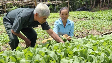 Cựu Chiến binh xã Vĩnh Thuận (huyện Vĩnh Hưng, tỉnh Long An) thăm mô hình trồng rau của gia đình bà Lương Thị Mơ.