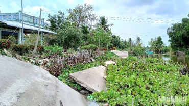 Một đoạn lộ nông thôn ở vùng ngọt huyện Trần Văn Thời (tỉnh Cà Mau) bị sạt xuống kênh, khiến giao thông đường bộ bị chia cắt.