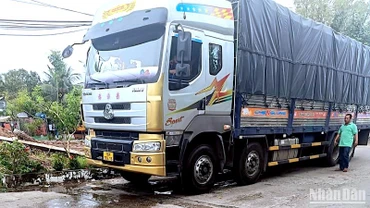 Xe tải lớn bị tạm giữ sau khi làm hư hỏng cầu bắt ngang thị trấn Trần Văn Thời (huyện Trần Văn Thời, tỉnh Cà Mau).