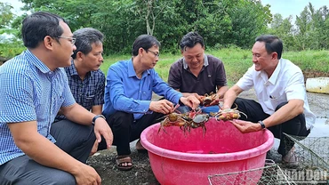 Cua biển nuôi trong môi trường tự nhiên là một trong những mặt hàng thuỷ sản xuất khẩu chủ lực tại Cà Mau. 