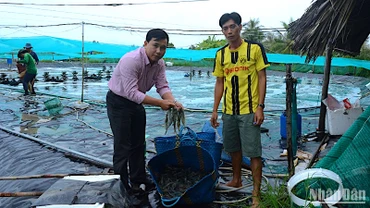 Cà Mau là địa phương có diện tích nuôi tôm lớn nhất cả nước với khoảng 280.000ha. 