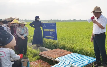 Các đại biểu nghe giới thiệu việc sử dụng trứng gà và sữa tươi để phun cho lúa hữu cơ.