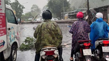 Mưa to, gió lớn quật ngã cây cổ thụ nằm chắn ngang Tỉnh lộ 8 nối từ thành phố Buôn Ma Thuột về huyện Cư M'gar, gây ách tắc giao thông.