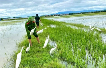 Thu gom, tiêu hủy cò giả mà các đối tượng dựng lên để dụ bẫy chim di cư 