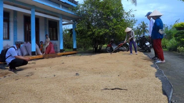 Nông dân ấp Nguyễn Tòng (xã Biển Bạch Đông, huyện Thới Bình, Cà Mau) tranh thủ trời nắng hiếm hoi phơi lúa sau thu hoạch. 