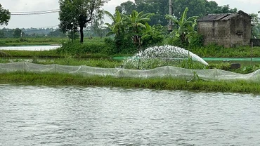 Nhiều khu vực nuôi trồng thủy sản bị ngập ở huyện Tứ Kỳ phải tổ chức tiêu úng.