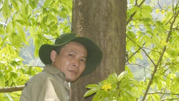 Cây mai cổ thụ có đường kính khoảng 60cm.