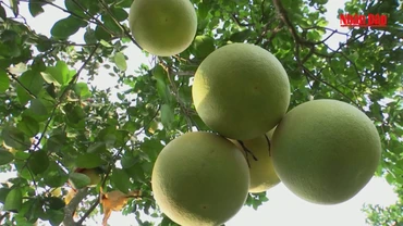 Ngọt thanh vị bưởi Phúc Trạch