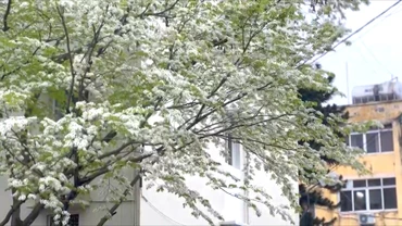 [Video] Hoa sưa nở trắng trời Hà Nội 