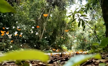 Với những ai yêu thiên nhiên, sự thanh bình thì "thiên đường bướm" ở Cúc Phương là điểm dừng chân lý tưởng để lưu giữ lại những khoảnh khắc đặc biệt bên những đàn bướm xinh tươi.