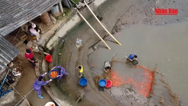 Hàng trăm tấn cá chép đỏ ra thị trường dịp Tết ông Công, ông Táo