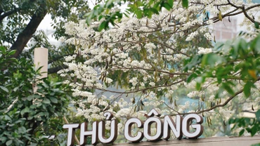 Cận cảnh loài hoa trắng nhanh nở, vội tàn