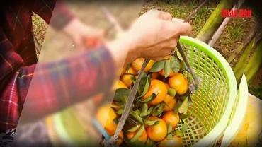 Mỗi xã một sản phẩm (OCOP) - mang cơ hội phát triển đến với những sản phẩm tiềm năng