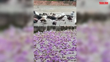 [Video] Màu tím hoa bằng lăng khiến nhiều người không thể rời mắt