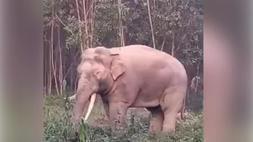 [Video] Voi “ngà lệch” xuất hiện tại Đồng Nai