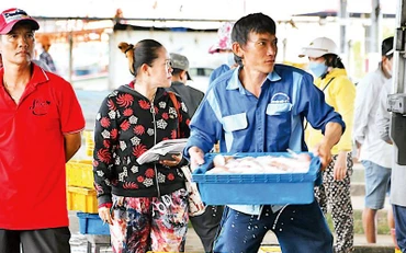 Phần lớn hải sản sau khai thác ở biển Cà Mau đều qua cảng, được kiểm soát chặt về truy xuất nguồn gốc. 