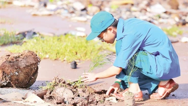 Trồng cây xanh tái tạo môi trường xanh, sạch cho đê biển Gò Công.