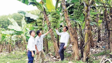 Mô hình trồng chuối trên đồi tại Đồng Văn cho thu nhập từ 200-250 triệu đồng/ha. 
