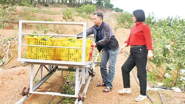 Sáng kiến xe vận chuyển ổi của anh Ðặng Huy Phong. 