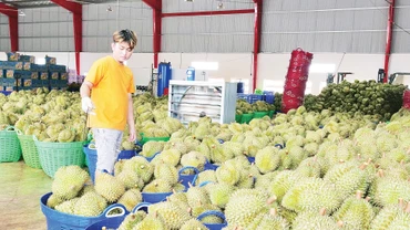 Sầu riêng Ba Đảo ở thị xã Phước Long đang được xuất khẩu chính ngạch sang các thị trường khó tính. 