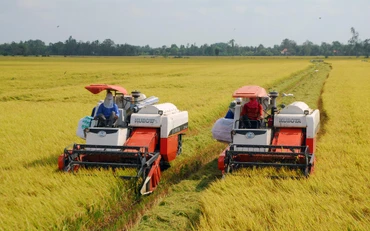 Mô hình tích tụ ruộng đất ở huyện Cai Lậy (tỉnh Tiền Giang) rất thuận lợi cho cơ giới hóa. 