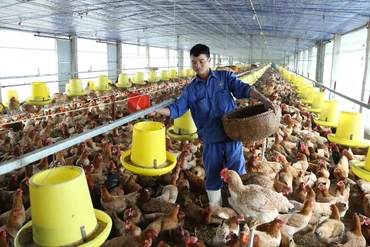 Thành phố Hà Nội khuyến khích đầu tư, nhân rộng các mô hình chăn nuôi tuần hoàn. (Ảnh Thúy Nga) 