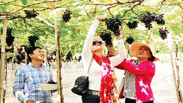 Trang trại nho Hoàng Yến của nông dân Tống Minh Hoàng ở xã Phước Thuận, huyện Ninh Phước. 