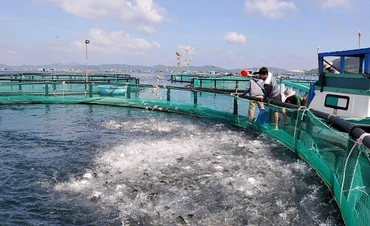 Ngư dân thị xã Sông Cầu (tỉnh Phú Yên) đầu tư lồng nuôi bằng vật liệu mới HDPE để phát triển nuôi biển theo hướng công nghiệp. (Ảnh: ANH NGỌC)