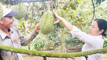 Mô hình trồng cây sầu riêng ba gốc tại xã Sông Ray, huyện Cẩm Mỹ. 