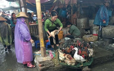 Việc buôn bán giết mổ gia súc, gia cầm nhỏ lẻ không bảo đảm dẫn đến mất vệ sinh an toàn thực phẩm và gây ô nhiễm môi trường. (Ảnh BĂNG DƯƠNG) 