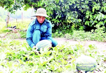 Dưa hấu Trường Định ngọt nổi tiếng.
