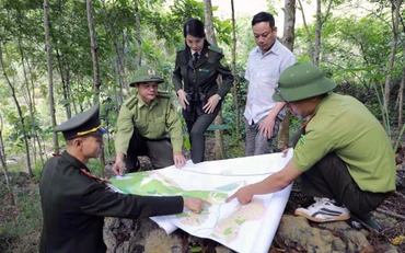 Lực lượng Kiểm lâm tỉnh Bắc Kạn phối hợp với chủ rừng bảo vệ rừng trồng tại xã Quảng Chu, huyện Chợ Mới. (Ảnh VŨ SINH) 