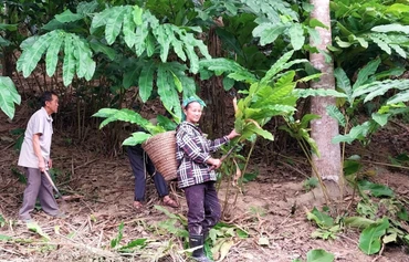 Mô hình trồng bo bo dưới tán rừng mang lại thu nhập bền vững cho nhiều hộ gia đình ở xã Tam Hợp, huyện Tương Dương. 