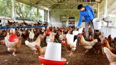 Trang trại nuôi gà đẻ trứng của nông dân ở xã Thanh Nguyên, huyện Thanh Liêm, tỉnh Hà Nam. (Ảnh TRẦN HẢI)