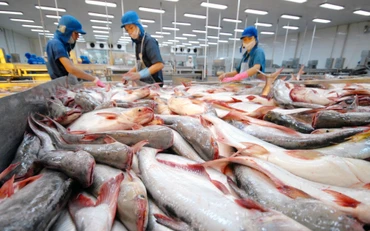Chế biến cá tra tại doanh nghiệp FDI thuộc Tập đoàn Sao Mai. 