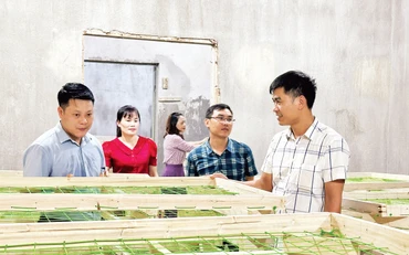 Trong nhà ươm tằm giống của Hợp tác xã Nông nghiệp 118, ở xã Hồng Trị, huyện Bảo Lạc, tỉnh Cao Bằng. 