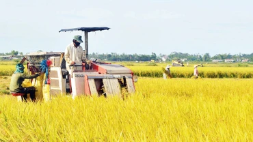Việc hình thành cánh đồng lớn giúp nông dân Quảng Ngãi đưa máy móc vào sản xuất, giảm chi phí khâu thu hoạch lúa. 