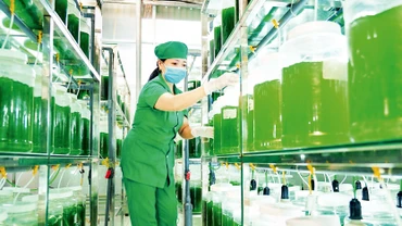 Sản phẩm Tảo xoắn ở Quỳnh Lưu - một sản phẩm OCOP chất lượng cao được người tiêu dùng tin dùng. 