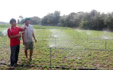 Nông dân huyện Cầu Ngang (Trà Vinh) trồng màu trên đất giồng cát và tưới tiết kiệm từ nguồn nước của hồ trữ nước Long Sơn. (Ảnh MINH KHỞI) 