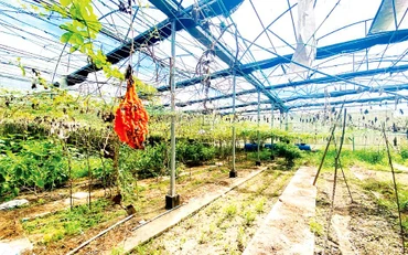 Nhà màng, nhà lưới thuộc Dự án đầu tư xây dựng mô hình thực nghiệm sản xuất rau an toàn theo phương pháp thủy canh trên 1.000m2, ngân sách 1,5 tỷ đồng, bị hư hỏng, bỏ hoang sau thời gian ngắn hoạt động. 