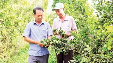 Đồng chí Sơn Khởi, Chủ tịch Hội Cựu chiến binh xã Châu Điền, huyện Cầu Kè (bên trái) thăm mô hình trồng cam sành trên đất lúa tại ấp Xóm Giữa. 