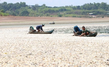 Cá chết nổi trắng cả lòng hồ Sông Mây, bốc mùi hôi thối.