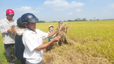 Nhiều diện tích lúa của nông dân thị xã Đông Hòa bị rầy gây hại nặng.