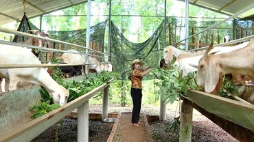 Nhờ thành công trong phát triển mô hình nuôi dê, hộ gia đình bà Hoàng Thị Hường (ngụ tại ấp Hiệp Thành, xã Quảng Thành, huyện Châu Đức) đã có cuộc sống ổn định.