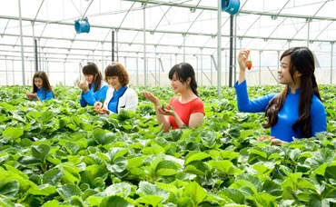 Mô hình du lịch canh nông tại Đà Lạt hấp dẫn du khách.